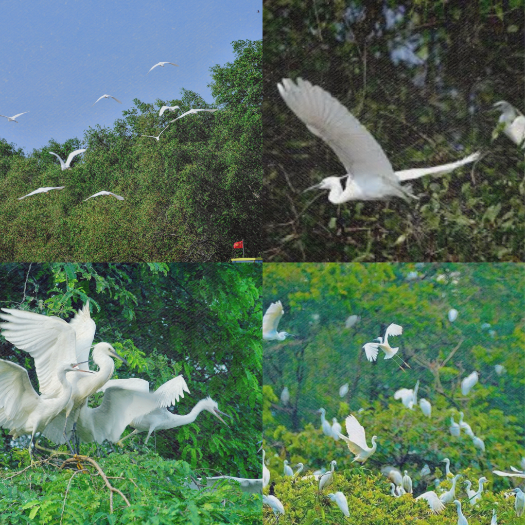 diem-den-du-lich-kham-pha-ben-tre-nhung-dia-diem-khong-the-bo-qua-26