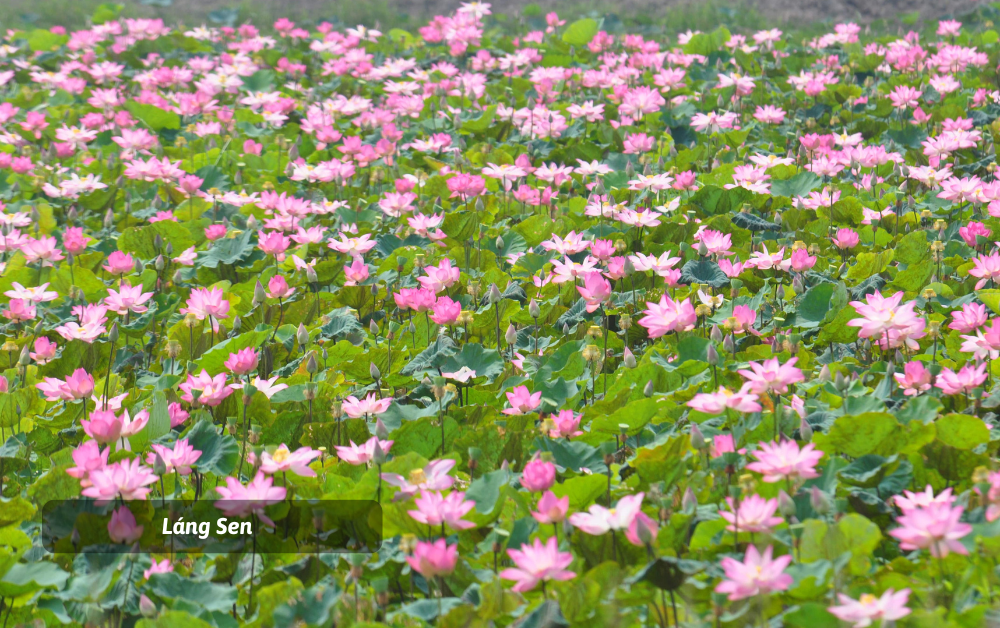 diem-den-du-lich-du-lich-long-an-ve-dep-binh-yen-cua-mien-song-nuoc-359