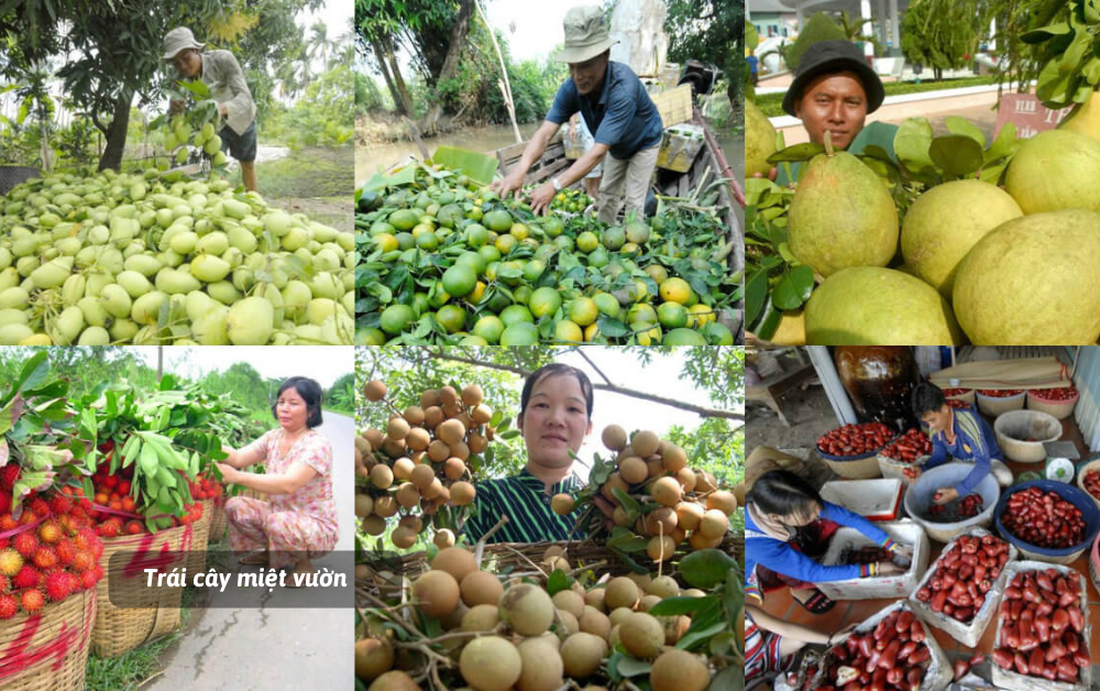 diem-den-du-lich-du-lich-tien-giang-cua-ngo-mien-tay-song-nuoc-350