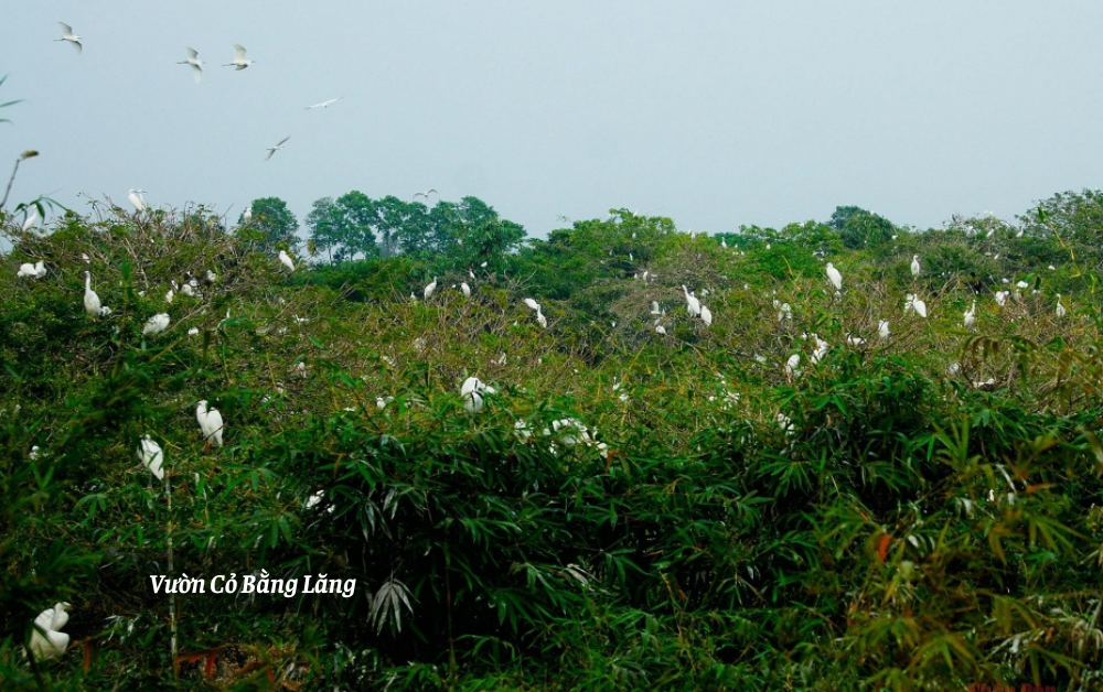 diem-den-du-lich-du-lich-can-tho-kham-pha-net-dep-mien-song-nuoc-tay-nam-bo-347