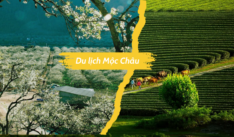 Du Lịch Mộc Châu: Những Trải Nghiệm Đặc Sắc Tại Cao Nguyên Xanh