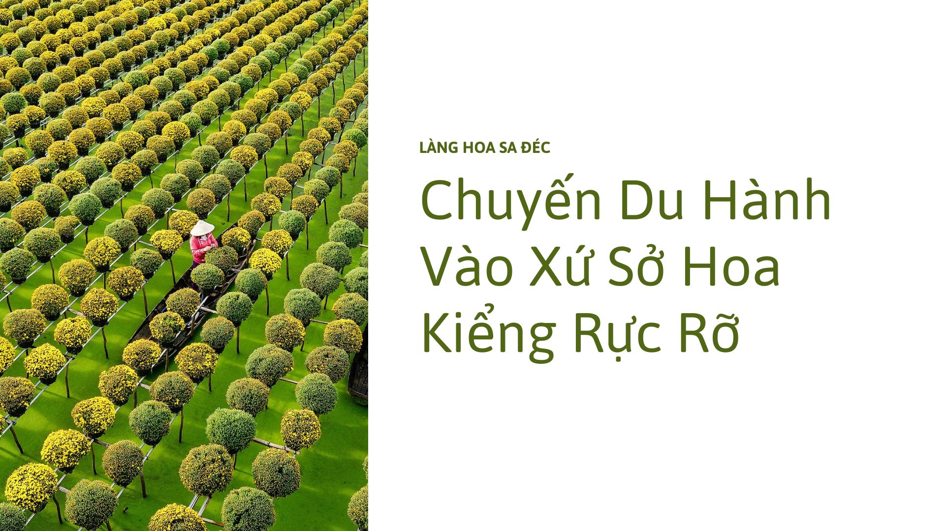 Sa Đéc: Chuyến Du Hành Vào Xứ Sở Hoa Kiểng Rực Rỡ