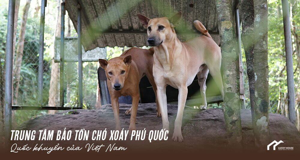 Khám Phá Thiên Đường Biển Đảo Phú Quốc: Điểm Đến Không Thể Bỏ Qua Du Lịch Phú Quốc-1